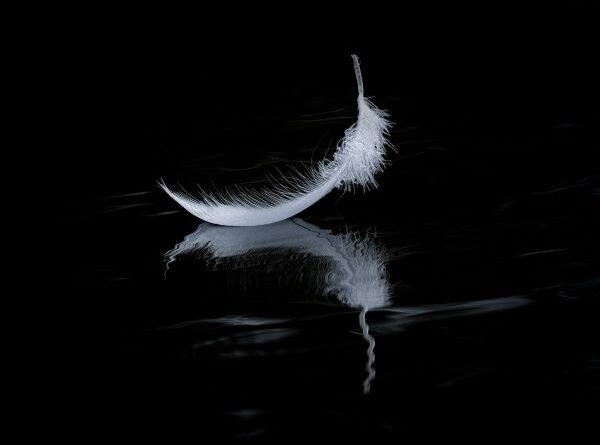 Floating Feather by Wendy Collens