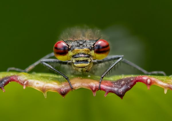 Large red damselfly by Lesley Taylor