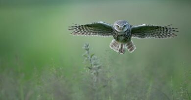 Low Level Flying by Paul Whitbread