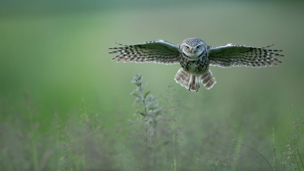 Low Level Flying by Paul Whitbread