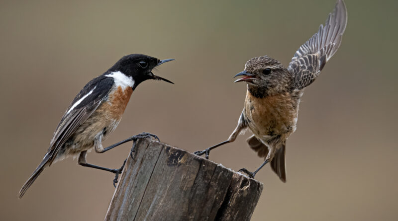 Get off my Post by Ian Newell