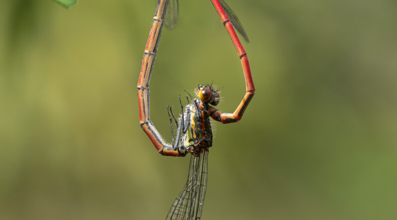 Mating Damselfies by Lesley Taylor