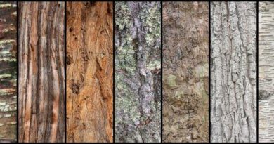 Beautiful Bark by Naomi Ward