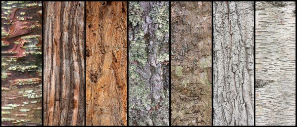 Beautiful Bark by Naomi Ward