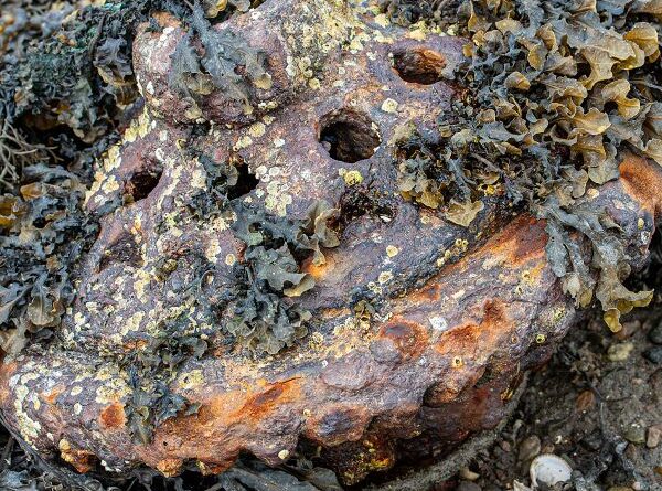 Seaweed and rusty iron by Vivien Smith