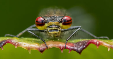 Large Red Damselfly by Lesley Taylor