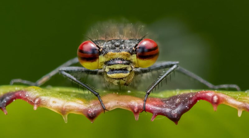 Large Red Damselfly by Lesley Taylor