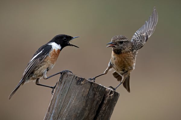 Stone chats fighting by Ian Newell