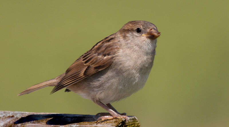 Fledgling Sparrow by John Sturgeon