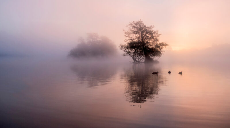 Misty Sunrise at Richmond Park by Linda Kent