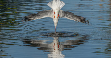 Black headed Gull Diving by Vivien Smith