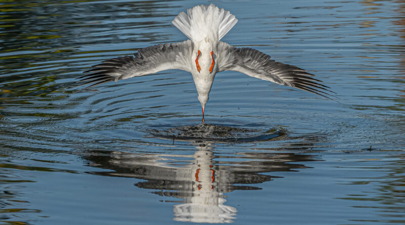 Black headed Gull Diving by Vivien Smith