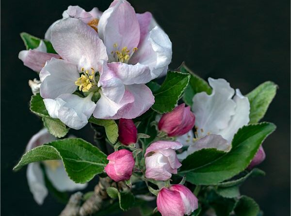 Apple Blossom by Clare Edwards