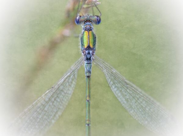 Emerald Damselfly by Kathryn Graham