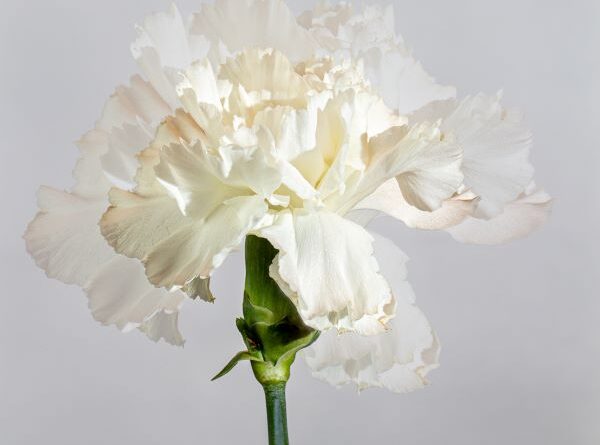 White Carnation by Naomi Ward