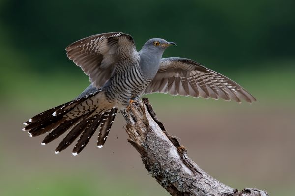 Common Cuckoo Landing by Ian Newell