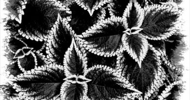 Coleus Patterns by Wendy Collens