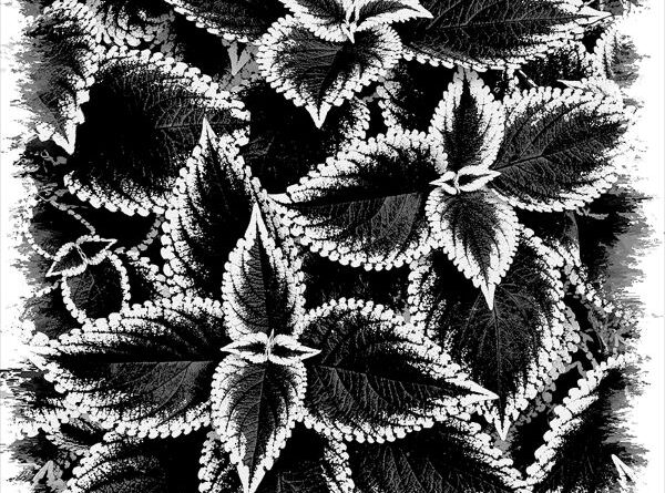 Coleus Patterns by Wendy Collens