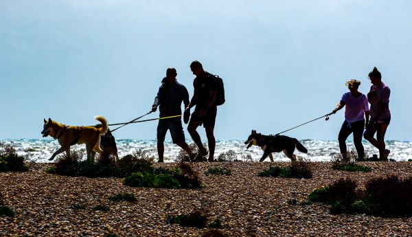 Walking the Dogs by John Fletcher