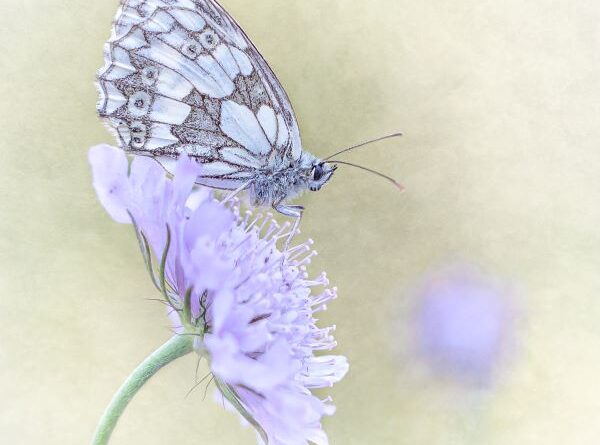 Marbled White on Scabious by Kathryn Graham