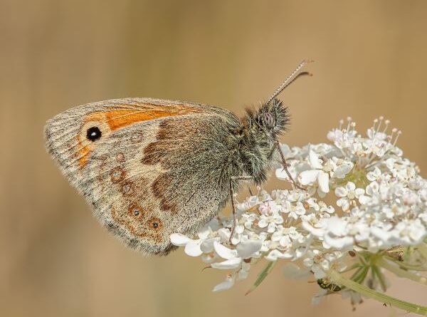 Small Heath on Cow Parsley by Lesley Taylor
