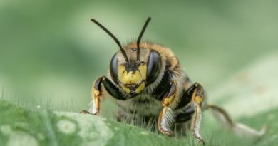 Wool Carder Bee by Lesley Taylor