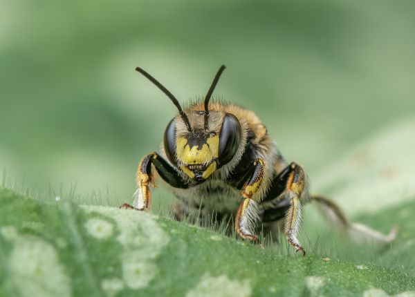 Wool Carder Bee by Lesley Taylor