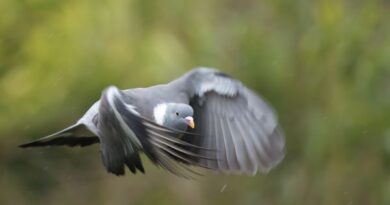 Low flying pidgeon in the rain by Gert Svanberg