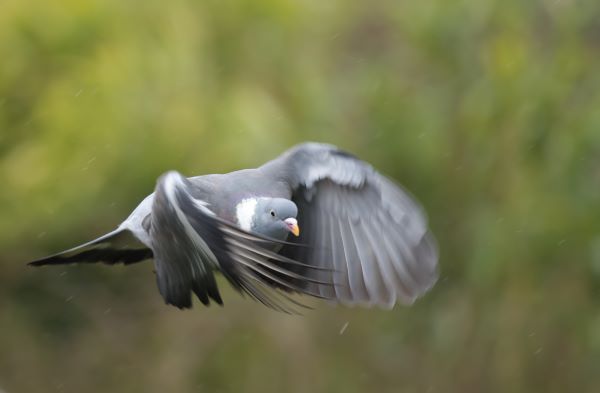 Low flying pidgeon in the rain by Gert Svanberg