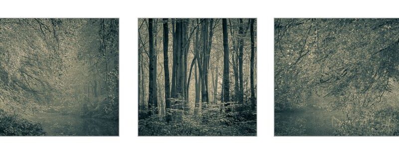 Woodland Vistas by Kathryn Graham