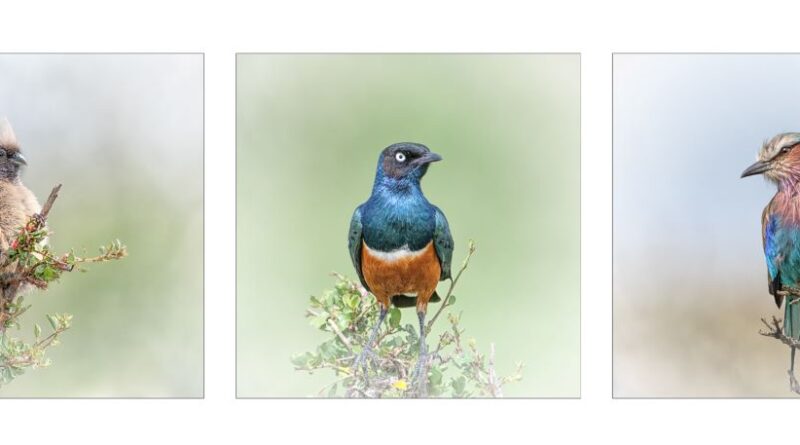 Birds of the Mara by Lesley Taylor