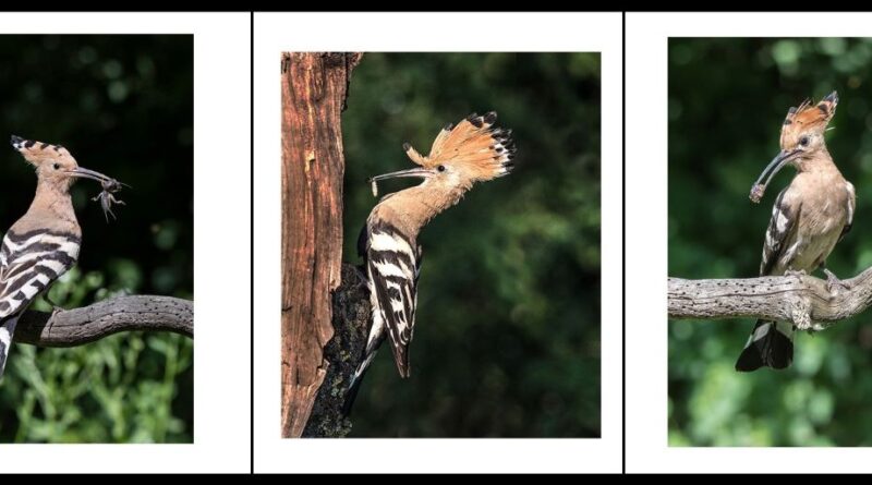 Hoopoes with Food by Sally Seager