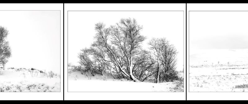 Trees in Snow by Vivien Smith