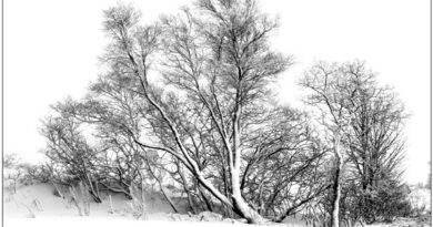 middle image from trees in snow panel by Vivien Smith
