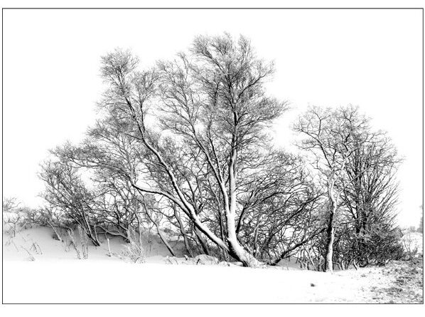 middle image from trees in snow panel by Vivien Smith