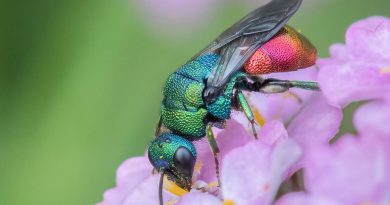 Ruby-tailed wasp