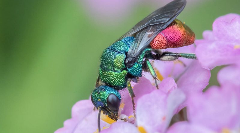 Ruby-tailed wasp