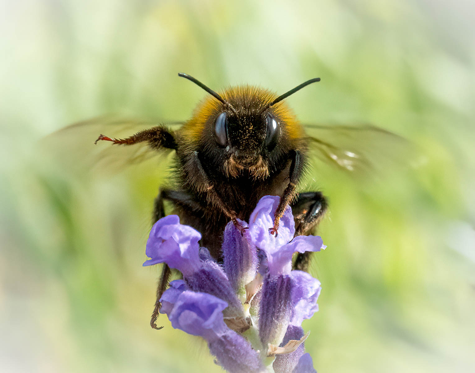 Nature Special Interest Group Page
