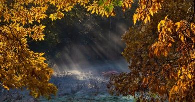 Naomi Ward - Morning