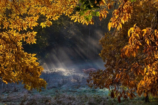 Naomi Ward - Morning
