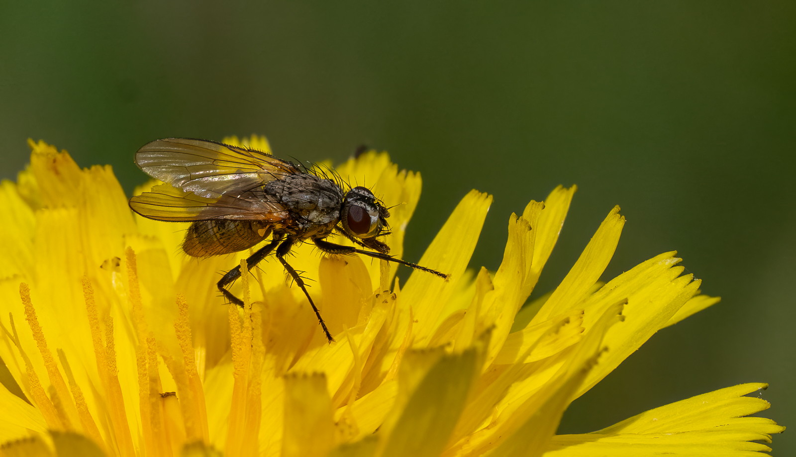 Nature SIG – Trip to Noar Hill  