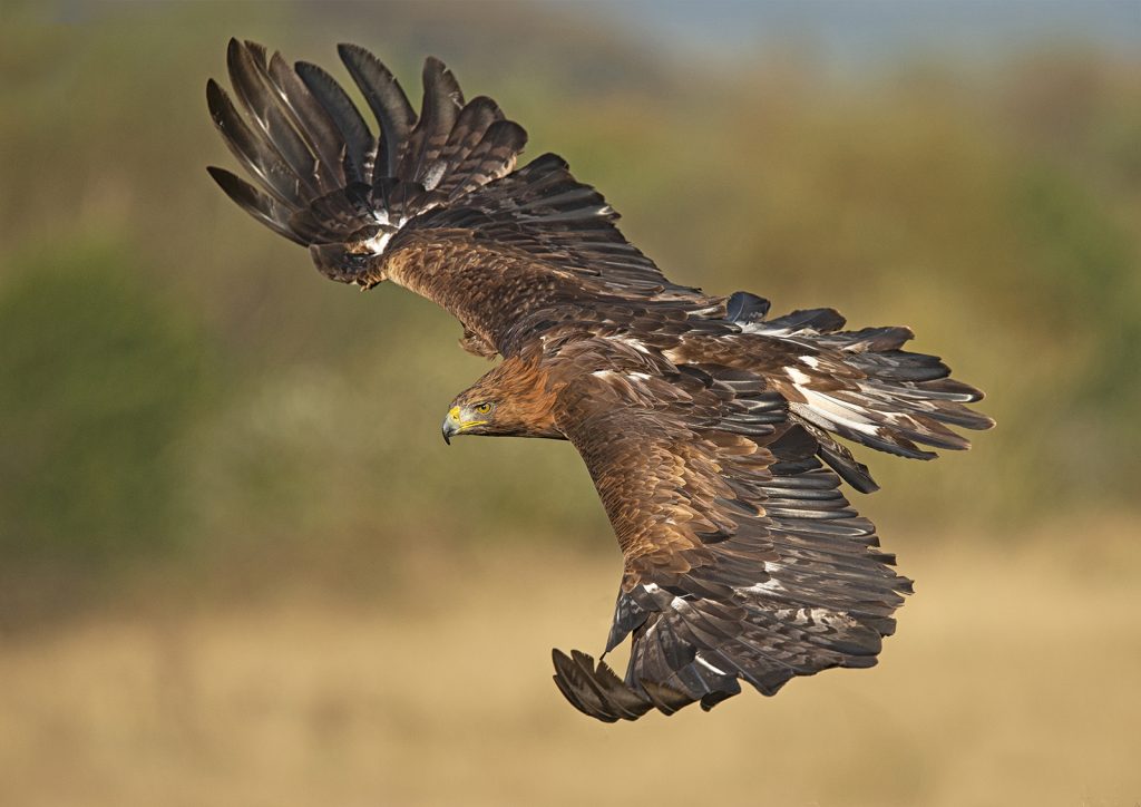 Wendy Collens - Golden Eagle in Gliding