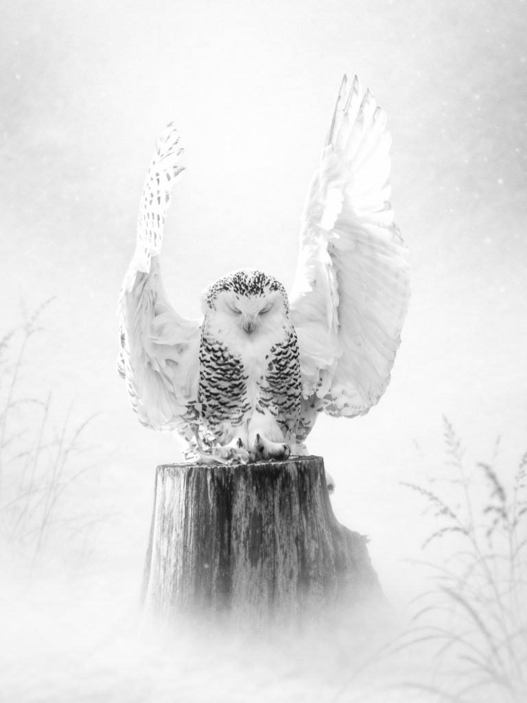 Hortensja Malek- Silent Benediction