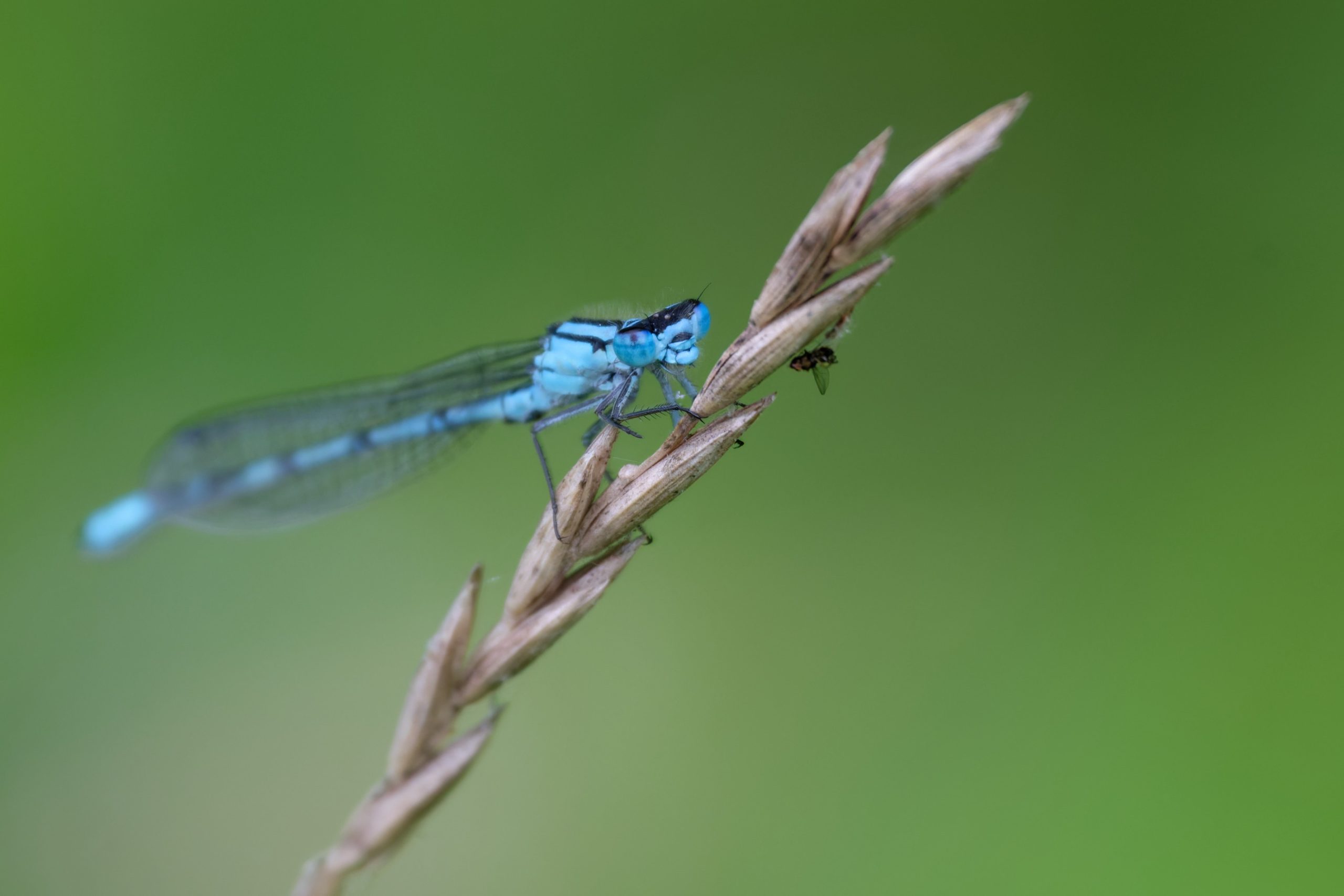 Nature SIG – Trip to Tice’s Meadow