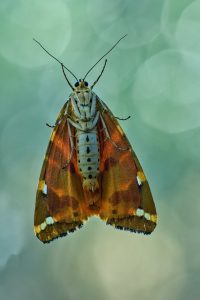 Jersey Tiger Moth