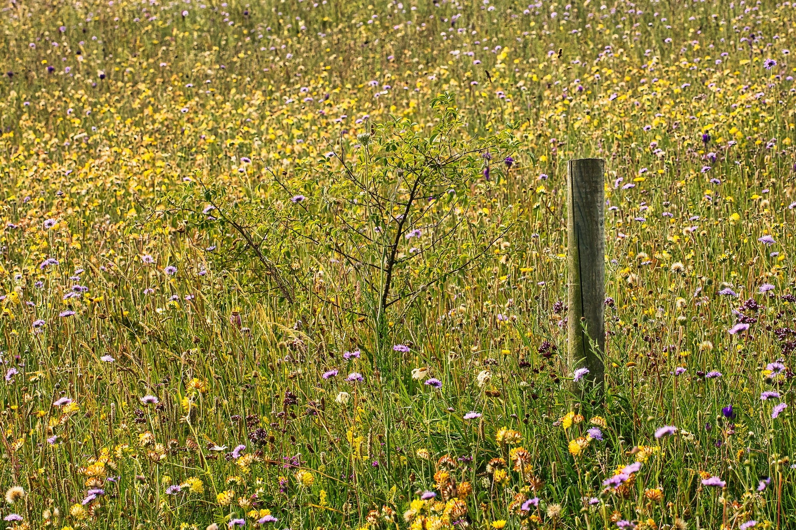 Nature SIG – July 2026 Trip to Old Down