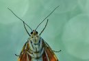 An Obliging Jersey Tiger Moth