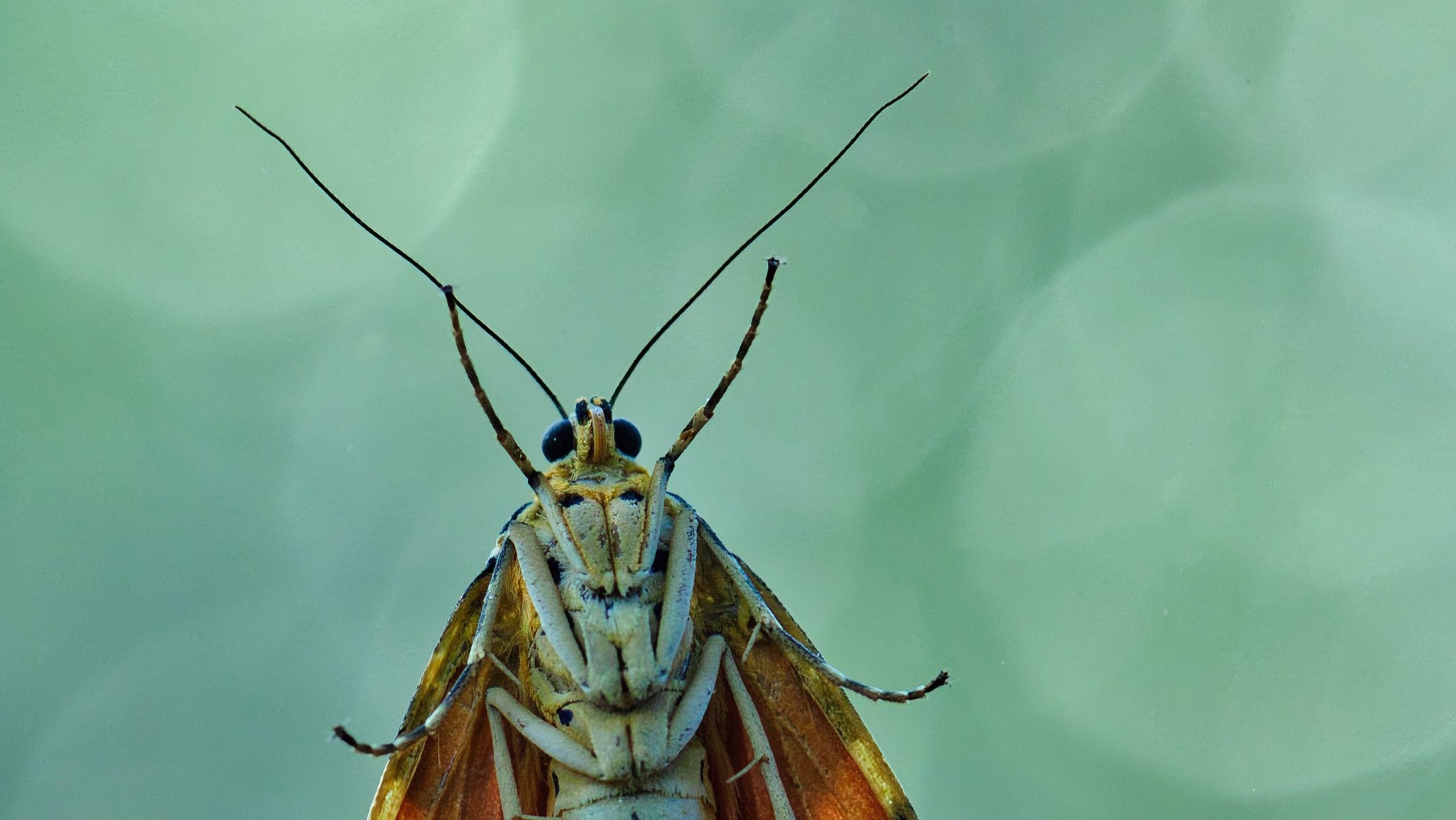 An Obliging Jersey Tiger Moth